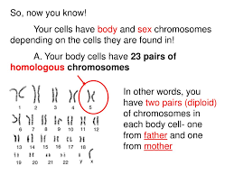 More videos from channel amoeba sisters >>>. Unit 4 Genetics Ppt Download