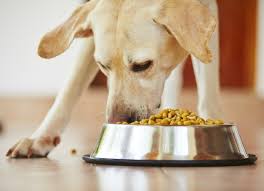 Marty dog food reviews to know why you should not buy! 6 Signs It S Time To Change Your Dog S Food Petmd