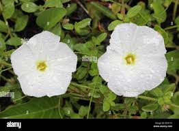 Image result for Ipomoea stolonifera