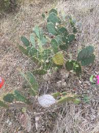 Feeds on prickly pear cacti (species in the genus opuntia) (johnson and stiling 1998). Prickly Pear Cactus Chemical Ecology Colin Richard Morrison
