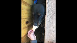 Petsmart is the adopt spot. Dog Found Stuck Between Fence And Concrete Wall In Colorado The Wichita Eagle