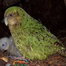 Kakapo Kusu Papagan Hayvanlar Hayvan