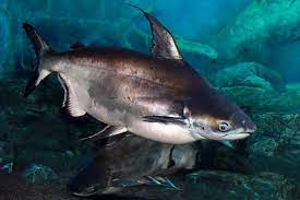 Swai Fish Facts Pangasianodon Hypophthalmus Az Animals