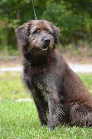 Irish wolfhound is originated from ireland but german shepherd is originated from germany. Irish Wolfhound Mixes Novocom Top