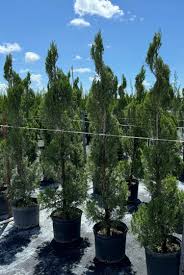 Image result for spiral cut juniper trees