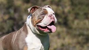 Old tyme english bulldog blue merle tri female 5 months old. Olde English Bulldogge Price Temperament Life Span