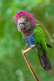 Hawk Head Parrot Aka Red Fan Parrot Pet Birds Pretty Birds Funny Birds