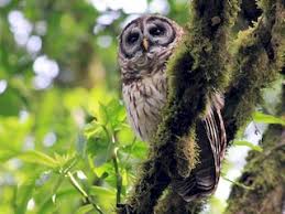 Image result for Allophylus fulvotomentosus