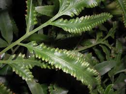 Image result for Davalliaceae