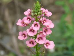 Image result for Diascia