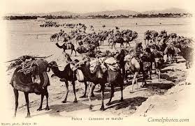 Rather than the usual cargo of toys, tvs and coffee, it carries other ships and oil rigs. Pack Animals