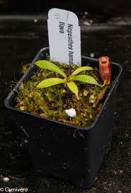 Image result for Nesaea heptamera