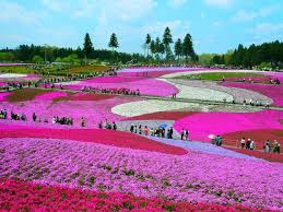 The Most Beautiful Flower Fields In The World Wikichoices Com Www Wikichoices Com1280 Most Beautiful Places Beautiful Places Beautiful Places In The World