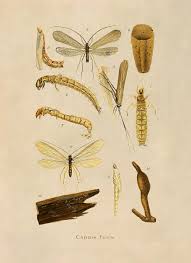 Image result for 5817334139 did