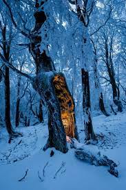 late night randomness 24 photos suburban men in 2021 winter forest winter scenery winter wallpaper