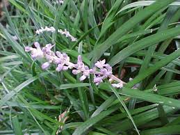 A gorgeous cutting garden every year! Perennials For Season Long Bloom