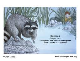 Raccoon