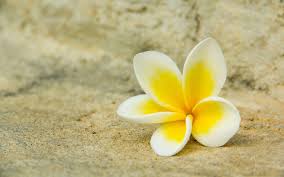 Plumeria Wallpapers Wallpaper Cave Find the best plumeria wallpaper on wallpapertag. plumeria wallpapers wallpaper cave