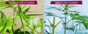 Male Or Female Cannabis Grace Genetics Grow Your Passion