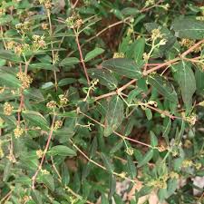 Image result for Euphorbia hypericifolia