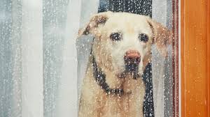 Que faire quand on s'ennuie?et surtout pendant le confinement.j'essaye d'y répondre en vous que faire quand on s'ennuie en passant de longues heures en confinement ? Laisser Son Chien Seul Quelques Heures