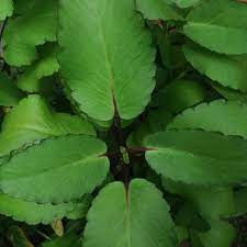 Daun setawar dimaksudkan juga sebagai. Pokok Setawar In English
