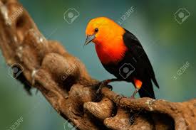 It premiered on june 6, 2014. Scarlet Headed Blackbird Amblyramphus Holosericeus Black Bird Stock Photo Picture And Royalty Free Image Image 151309535