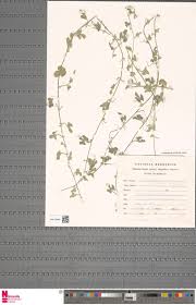 Image result for Triumfetta heliocarpa