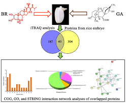 Bei itraq (isobaric tags for relative and absolute quantitation) handelt es sich um eine experimentelle methode aus dem bereich der proteinanalytik und proteomik. Ijms Free Full Text Itraq Based Analysis Of Proteins Co Regulated By Brassinosteroids And Gibberellins In Rice Embryos During Seed Germination
