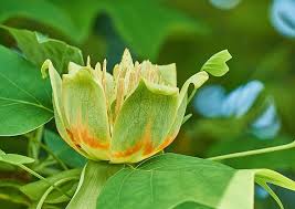 The reference to tulips comes from the shape of the greenish yellow and orange flowers. Why Is My Tulip Poplar Tree Dying Here S How To Revive It