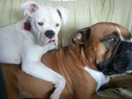 Southwestern rottweiler club of san diego's adoption process $200 for dogs 1 yr and older, $250 for dogs under 1 yr. Rottweiler Puppy Rescue San Diego Bmo Show