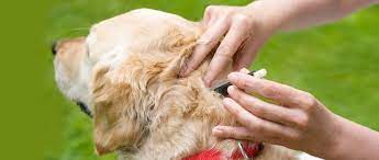 How To Get A Tick Off Your Dog The Humane Society Of The United States