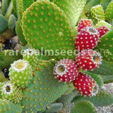 (i have no problem handling these with my hand by pressing it softly though)many. Opuntia Microdasys Bunny Ears Cactus Buy Seeds At Rarepalmseeds Com