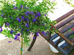 Maybe you would like to learn more about one of these? Duranta Repens Sapphire Showers Plants Outdoor Plants Flowering Trees
