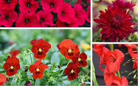 Before you send that bouquet, learn the symbolism behind the different types of flowers. 30 Most Popular Types Of Red Flowers For Your Garden A To Z Home Stratosphere