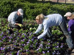 The fairytale garden in north carolina that will simply dazzle you. Success With Pansies In The Winter Landscape A Guide For Landscape Professionals Uga Cooperative Extension