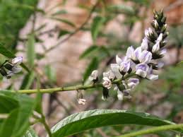 Image result for Otholobium foliosum