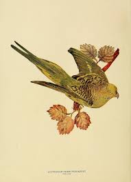 Birds That Start With The Letter V V 1 No 1 Jan 1897 Birds Biodiversity Heritage Library Bird Illustration Vintage Illustration Illustration