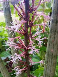 Image result for Cassia angolensis