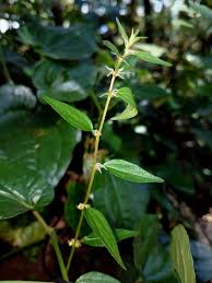 Image result for Urticaceae