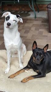 Riggs And Josie White Dog With Black Spot Eye Happy Dogs Dogs White Dogs