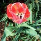 Akdar Shrine Akdar Wine Festival Wine Tasting Tulsa Oklahoma Wine Festival Different Wines Oklahoma Winery