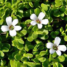 Image result for Bacopa monnieri