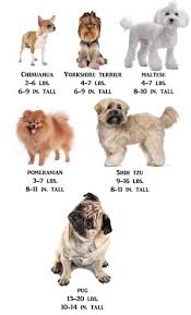 shih tzu information center shih tzu size