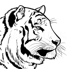 How To Draw A Bengal Tiger Draw Tigers Step By Step Drawing Guide By Michaely Dragoart Com Angry, raging, white tiger, 720x1280 wallpaper. how to draw a bengal tiger draw tigers