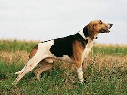 Le français blanc et orange est un grand chien de 30 kg. Photo Grand Anglo Francais Blanc Et Orange Chiot 3