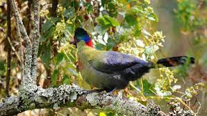 The ruwenzori turaco (ruwenzorornis johnstoni) is a species of bird in the musophagidae family that is endemic to the democratic republic of the congo (formerly zaire), uganda, rwanda and burund. Rwenzori Turaco In Uganda Albertine Rift Endemics