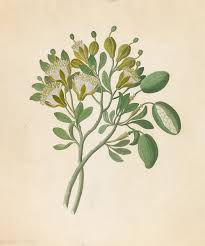 Image result for Maerua aethiopica