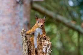 Rt Robgmacfarlane Word Of The Day Eichhornchen Literally Little Horned One Of The Oak Tree Squirrel German British Wildlife Red Squirrel Animals