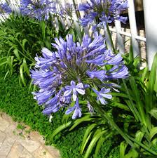 Agapanthus are beautifully structured plants with wonderful blooms on tall flower spikes. Agapanthus Africanus Blue Lily Of The Nile Servescape